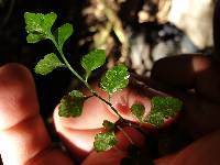 Asplenium hookerianum image