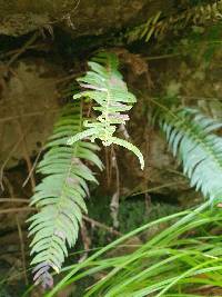 Blechnum punctulatum image