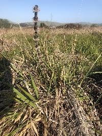 Equisetum telmateia subsp. braunii image