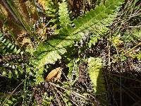 Blechnum australe image