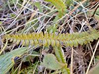 Austroblechnum penna-marina subsp. penna-marina image