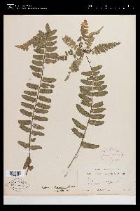 Asplenium kunzeanum image