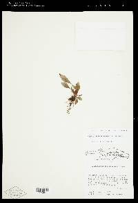 Elaphoglossum erinaceum image