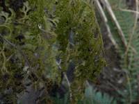 Hymenophyllum pulcherrimum image