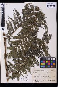 Cyathea schiedeana image