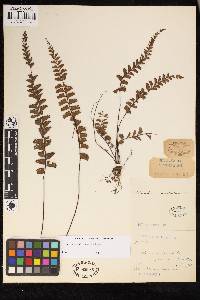 Adiantum ciliatum image