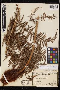 Dicksonia antarctica image