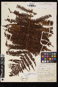 Cyathea conjugata image