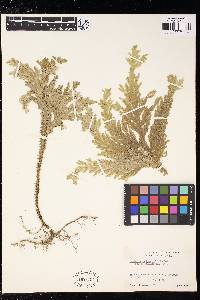 Selaginella hordeiformis image