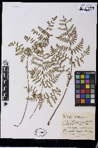 Cheilanthes multifida image