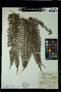 Pteris linearis image