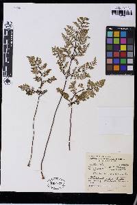 Cheilanthes multifida image