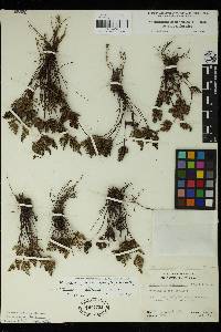 Notholaena californica image