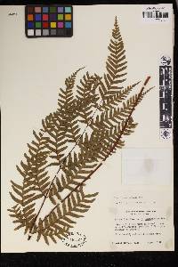 Pteris paucinervata image