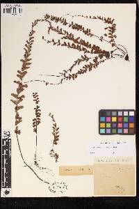 Adiantum ciliatum image