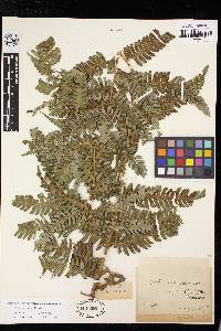 Cyathea corallifera image