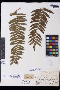 Cyathea corcovadensis image