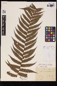 Cyathea dichromatolepis image