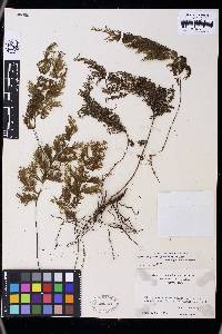 Hymenophyllum consanguineum image