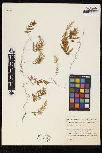 Hymenophyllum frankliniae image