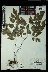 Adiantum subcordatum image