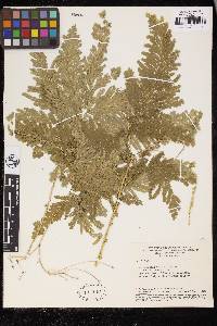 Selaginella fragilis image