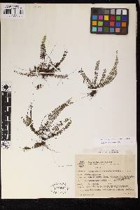 Adiantopsis trifurcata image