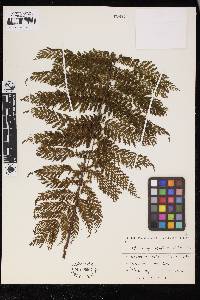 Leptopteris hymenophylloides image