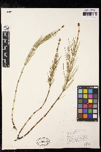 Equisetum trachyodon image