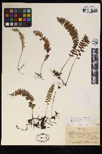 Lindsaea pulchra image