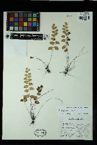 Adiantum deflectens image