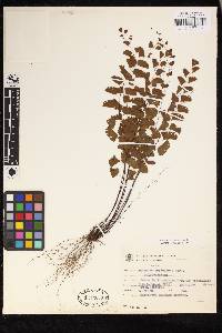 Adiantum deflectens image