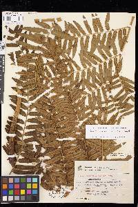 Cyathea corcovadensis image