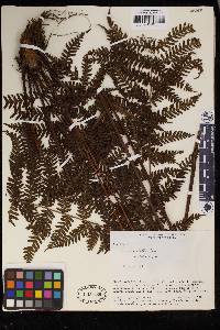 Pteris muricella image