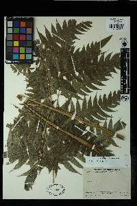 Pteris altissima image