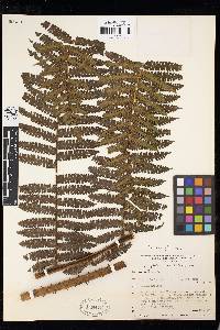 Cyathea pungens image