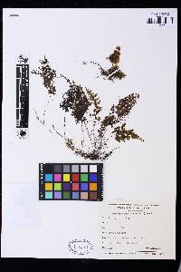 Hymenophyllum polyanthos image