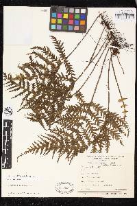 Trichomanes superbum image