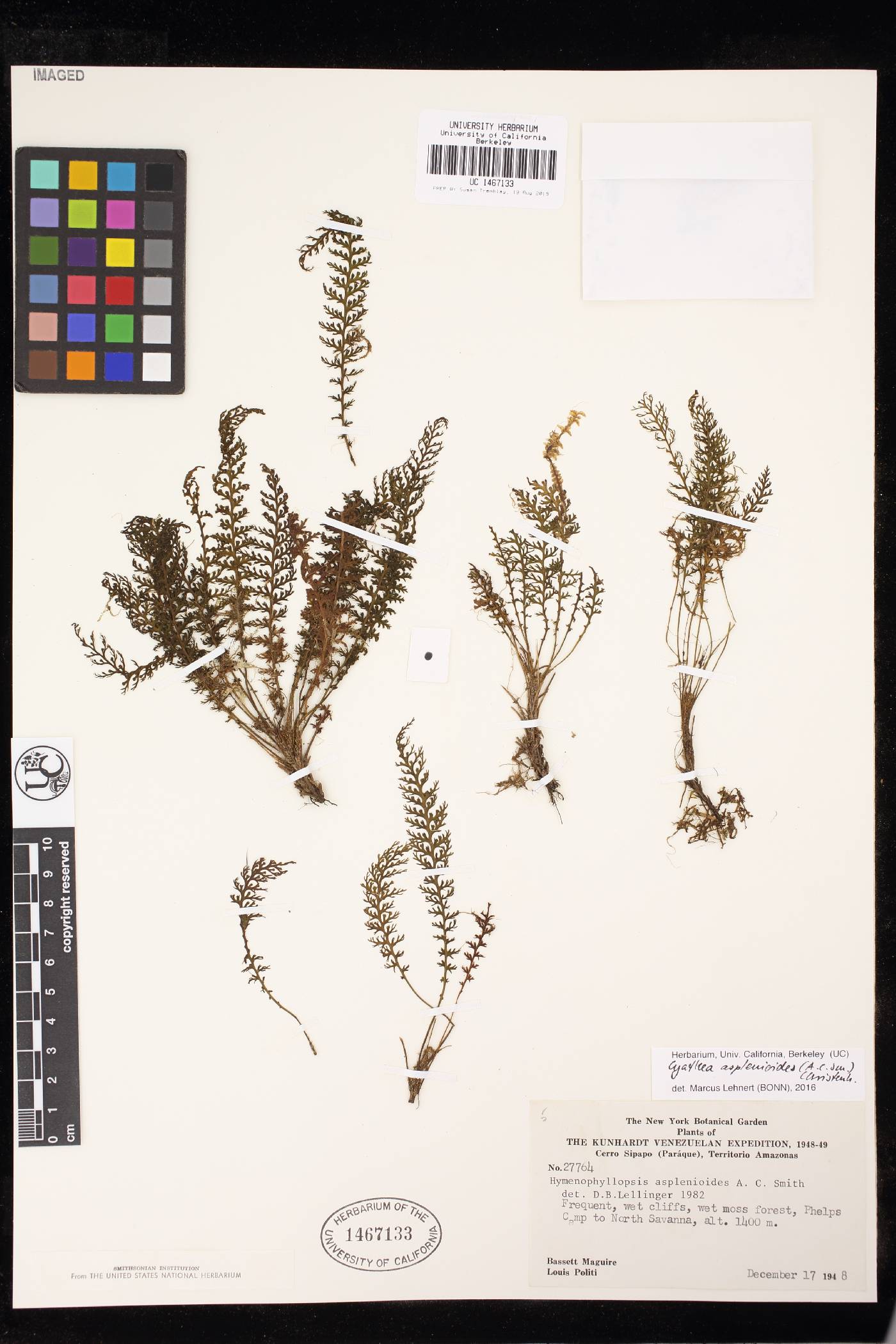 Cyathea asplenioides image