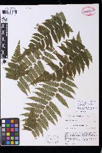 Cyathea aspera image