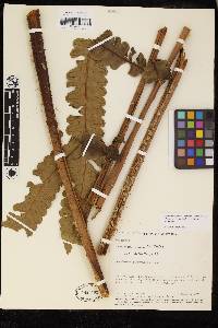 Cyathea consimilis image