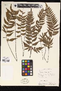 Adiantum obliquum image