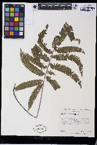 Adiantum pulverulentum image