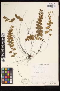 Adiantum deflectens image