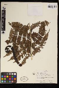 Pteris deflexa image