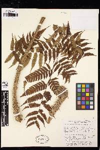 Cyathea divergens image