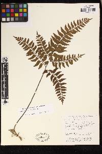 Adiantum latifolium image