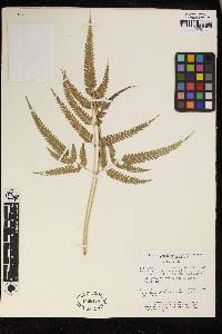 Pteris deflexa image