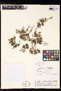 Selaginella roraimensis image