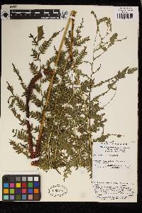 Pteris wallichiana image